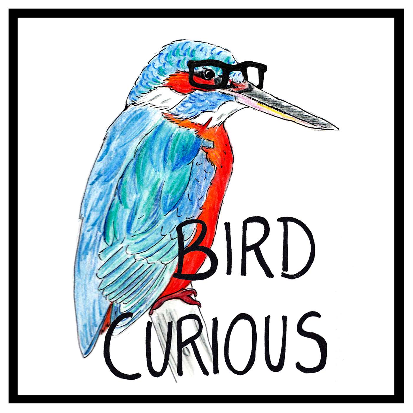 Bird Curious