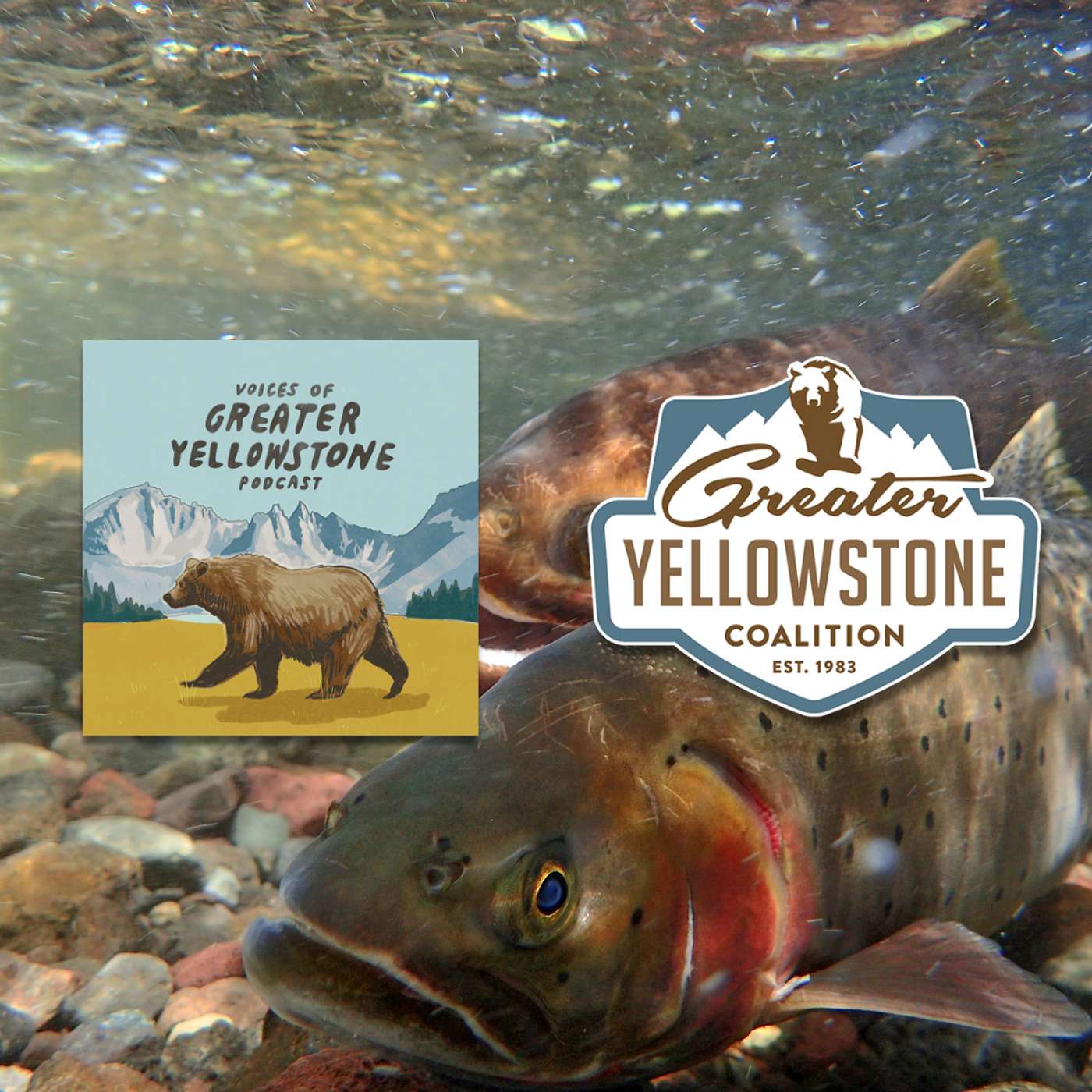 Trout Tales: The Comeback of the Yellowstone Cutthroat