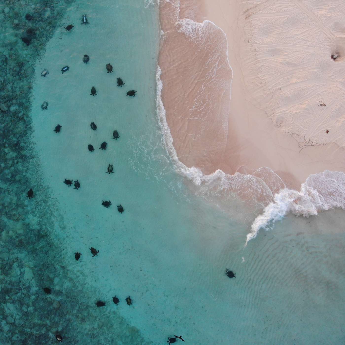 S2 E36: Disappearing Islands: The Race to Save Turtle Eggs from Rising Seas S2 E36: Disappearing Islands: The Race to Save Turtle Eggs from Rising Seas