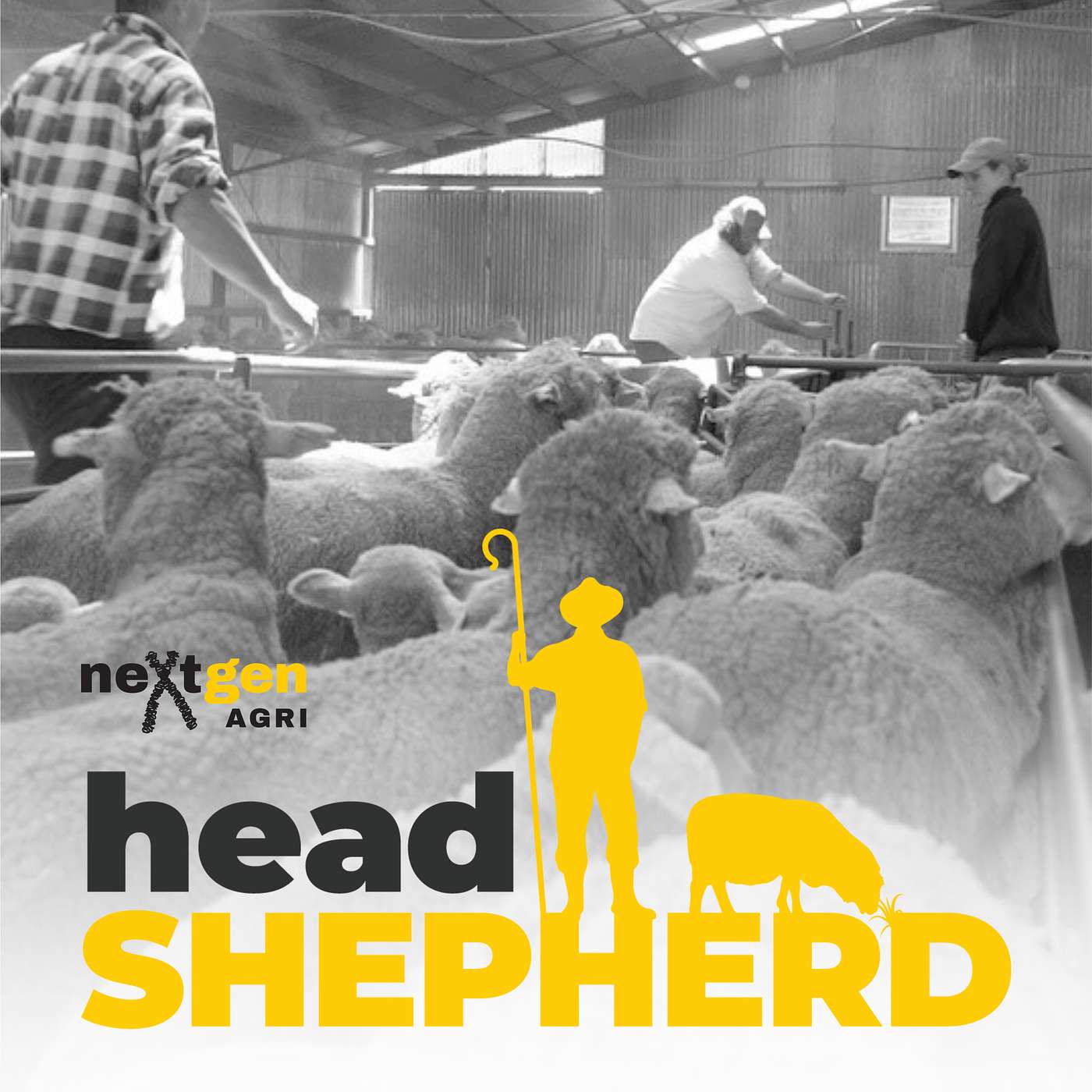 Head Shepherd
