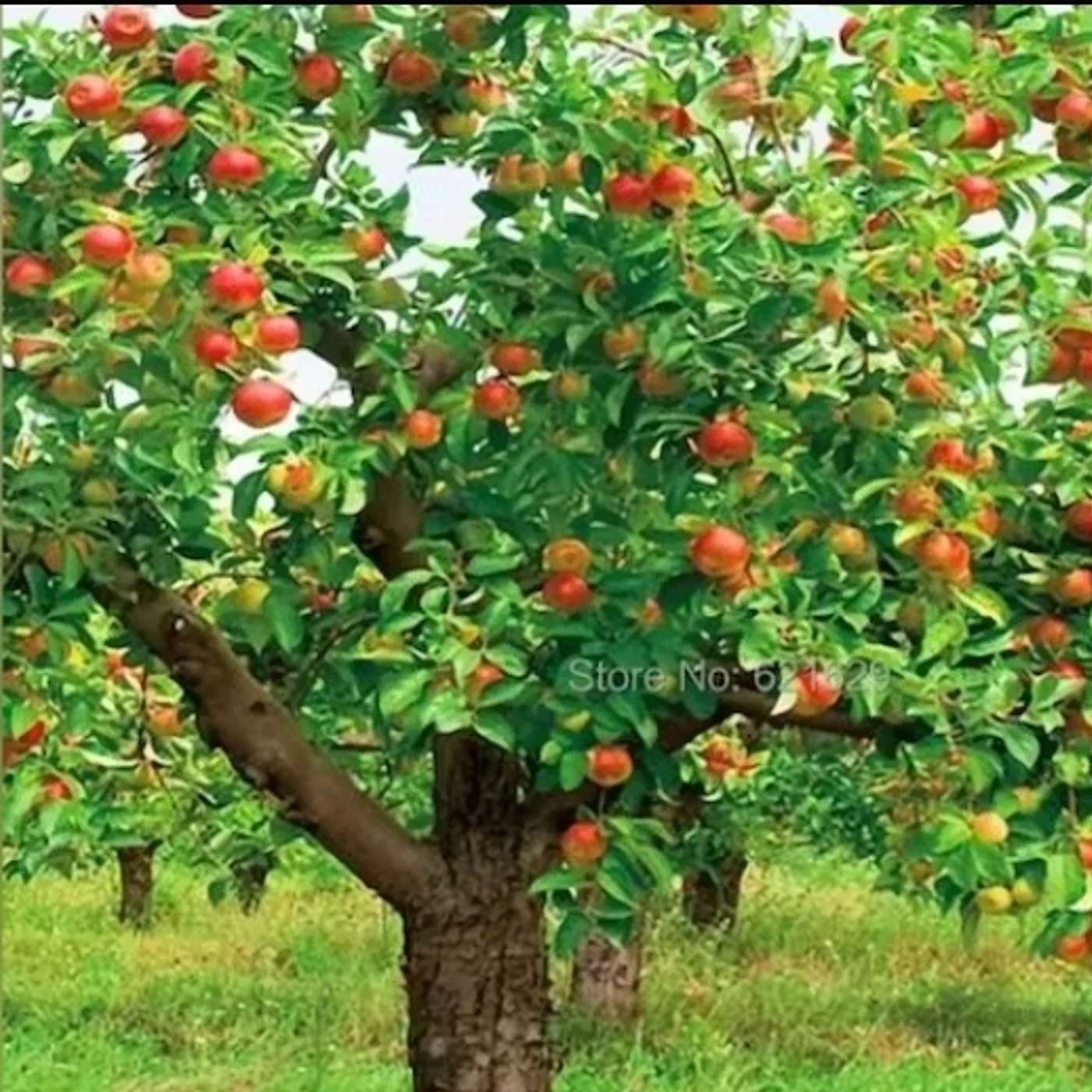 Seeds Of Bad Fruit: Lasciviousness