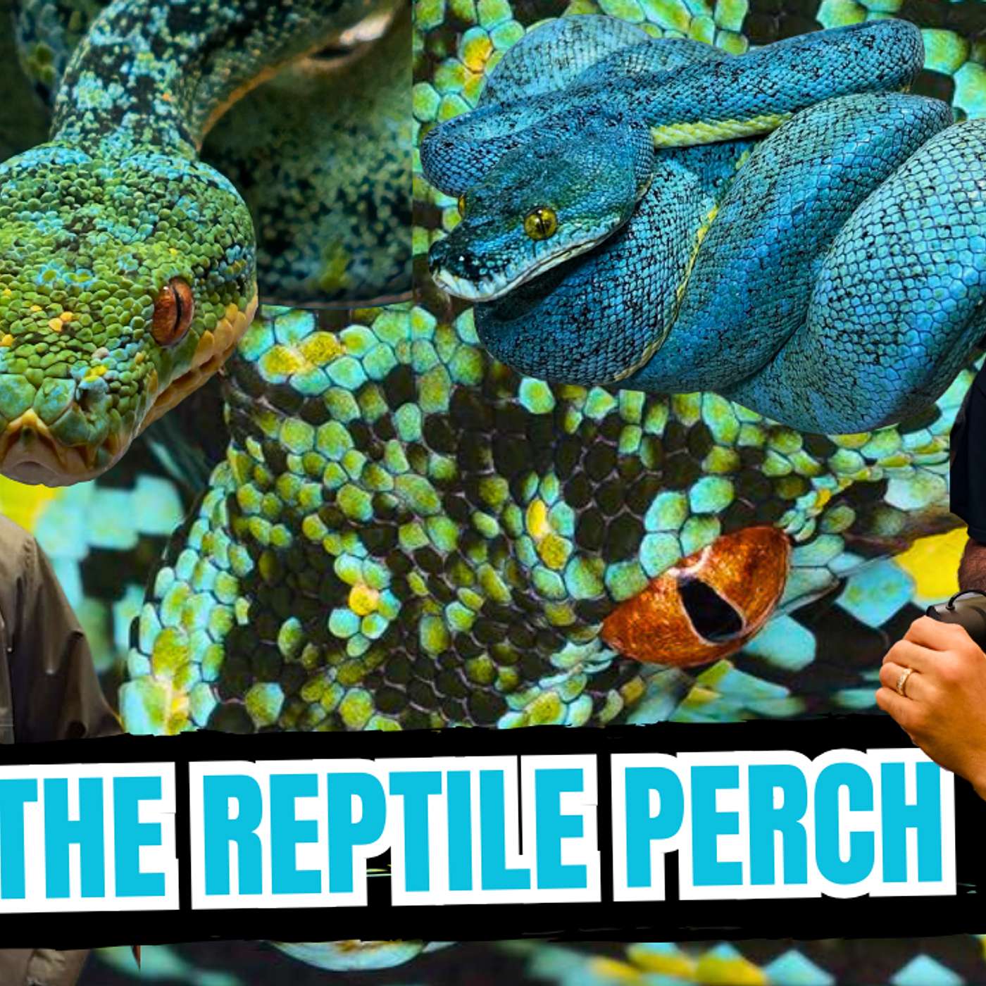 Pure Manokwari Green Tree Pythons, The overall BEST Locality? | All In The Tree Tuesday Live