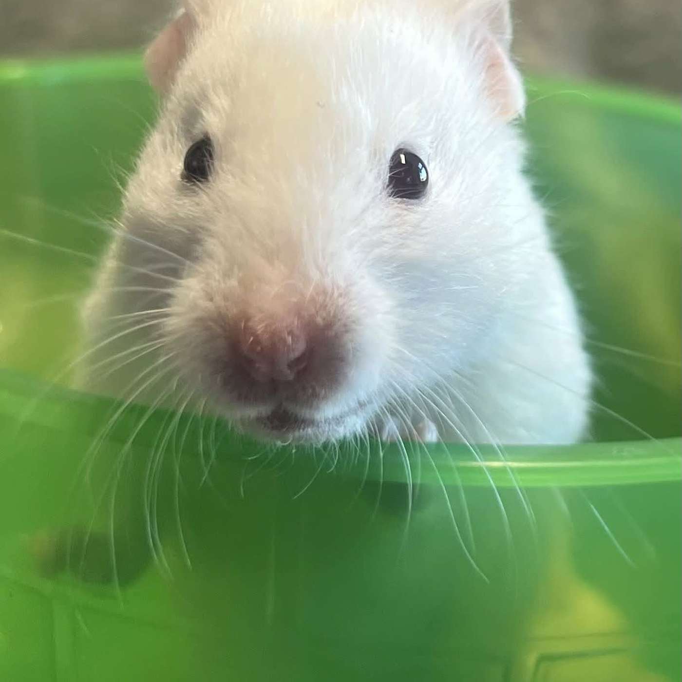 Let's take a visit to CRITTER COVE! It's our POP-PAW-RAZZI! SO CUTE.