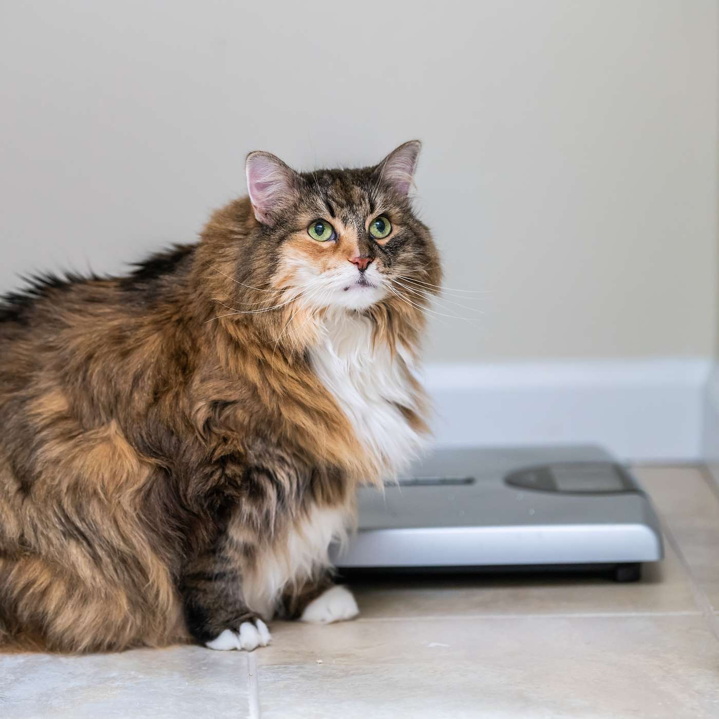 Furriends For Life
