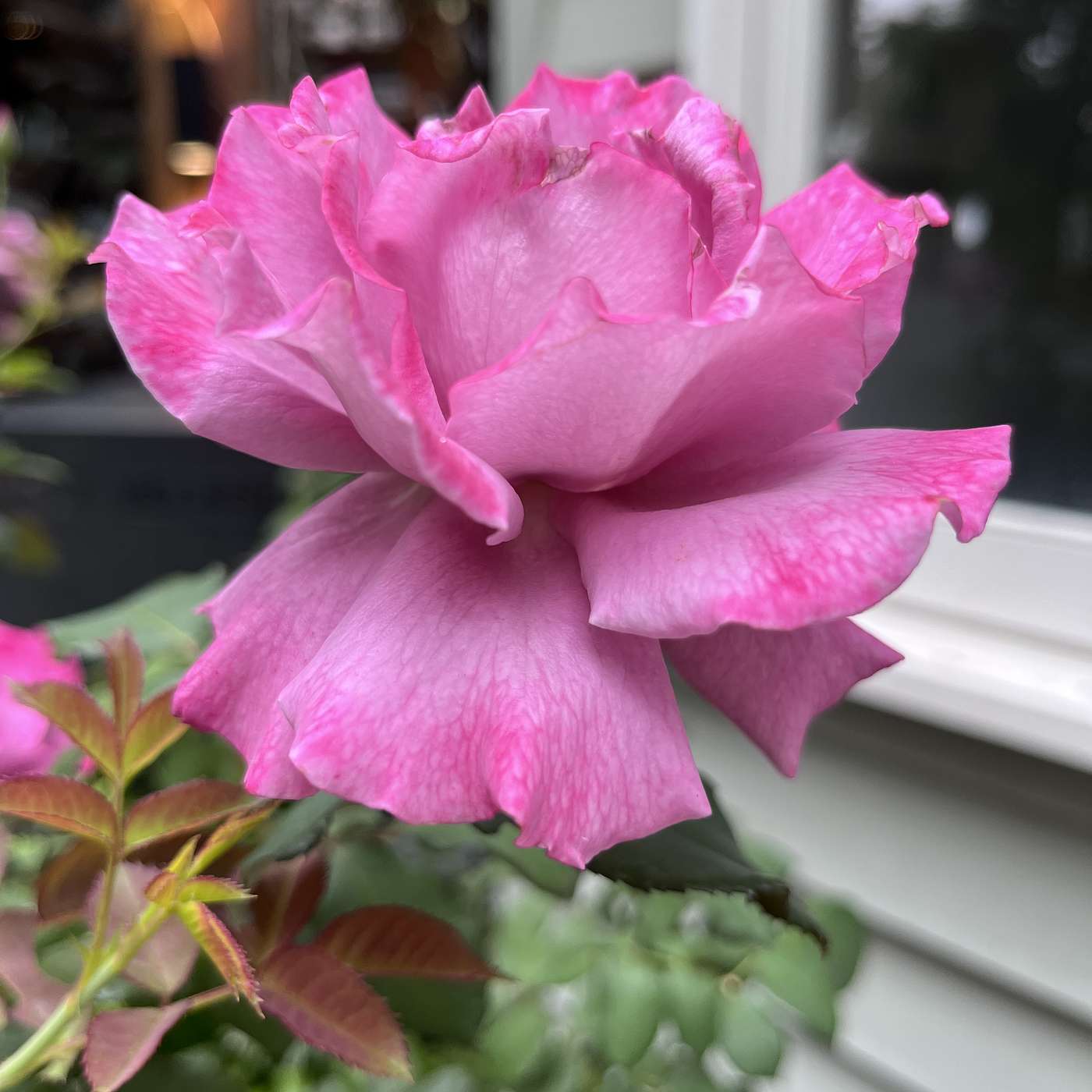 Nature-Inspired Poetry & Imagination: Published Poems on Garden Folklore, Fairies & Childhood Wonder with Katische Haberfielde