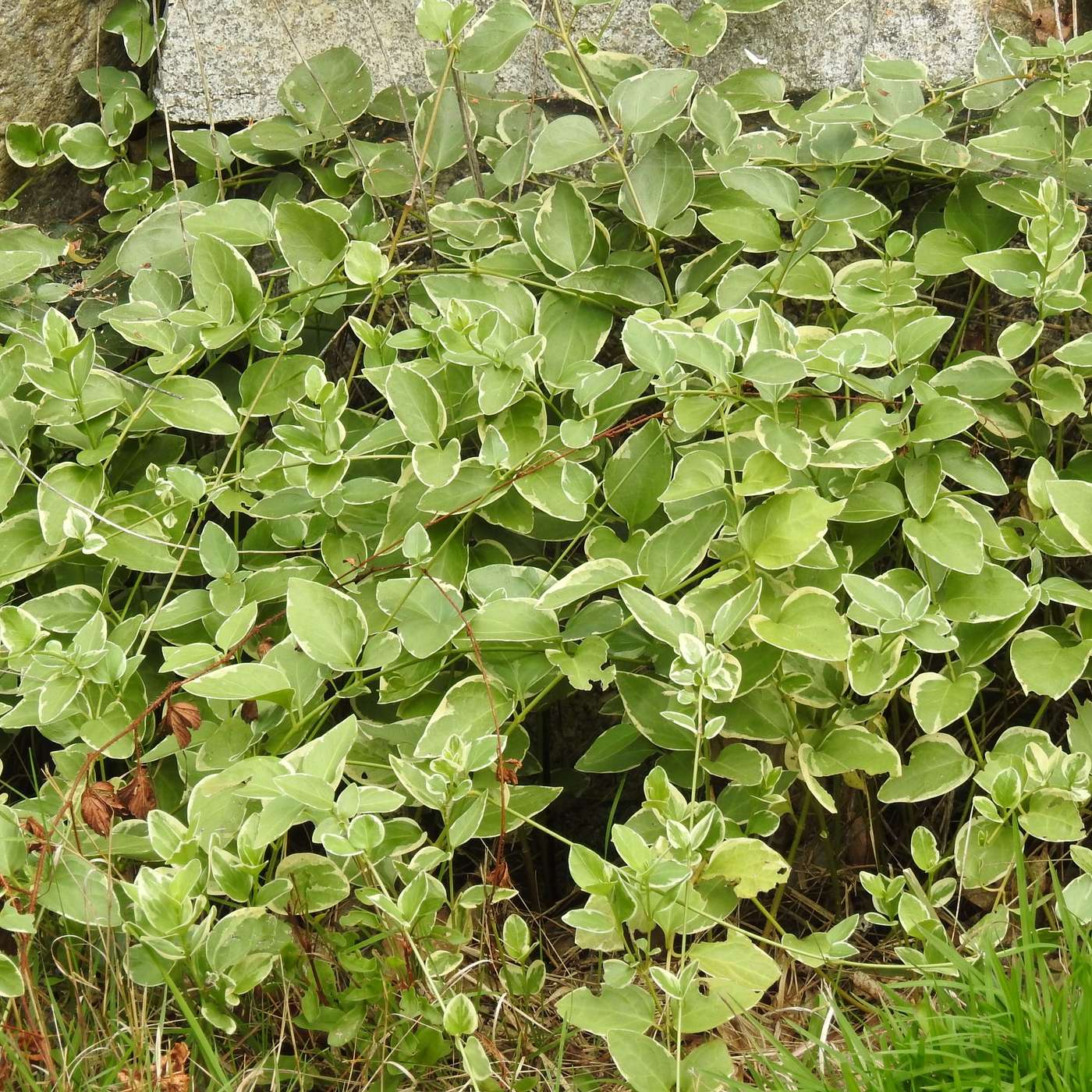 PROLIFIC VINES