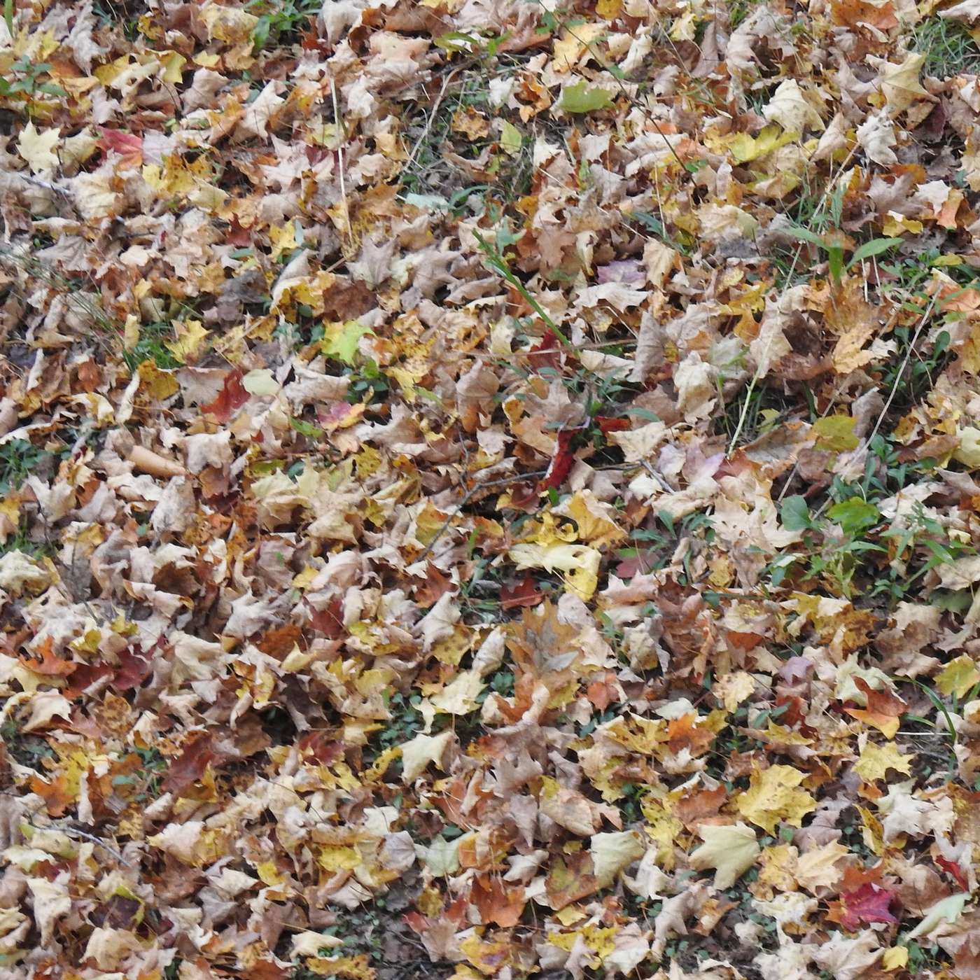 THE LEAVES ARE FALLING
