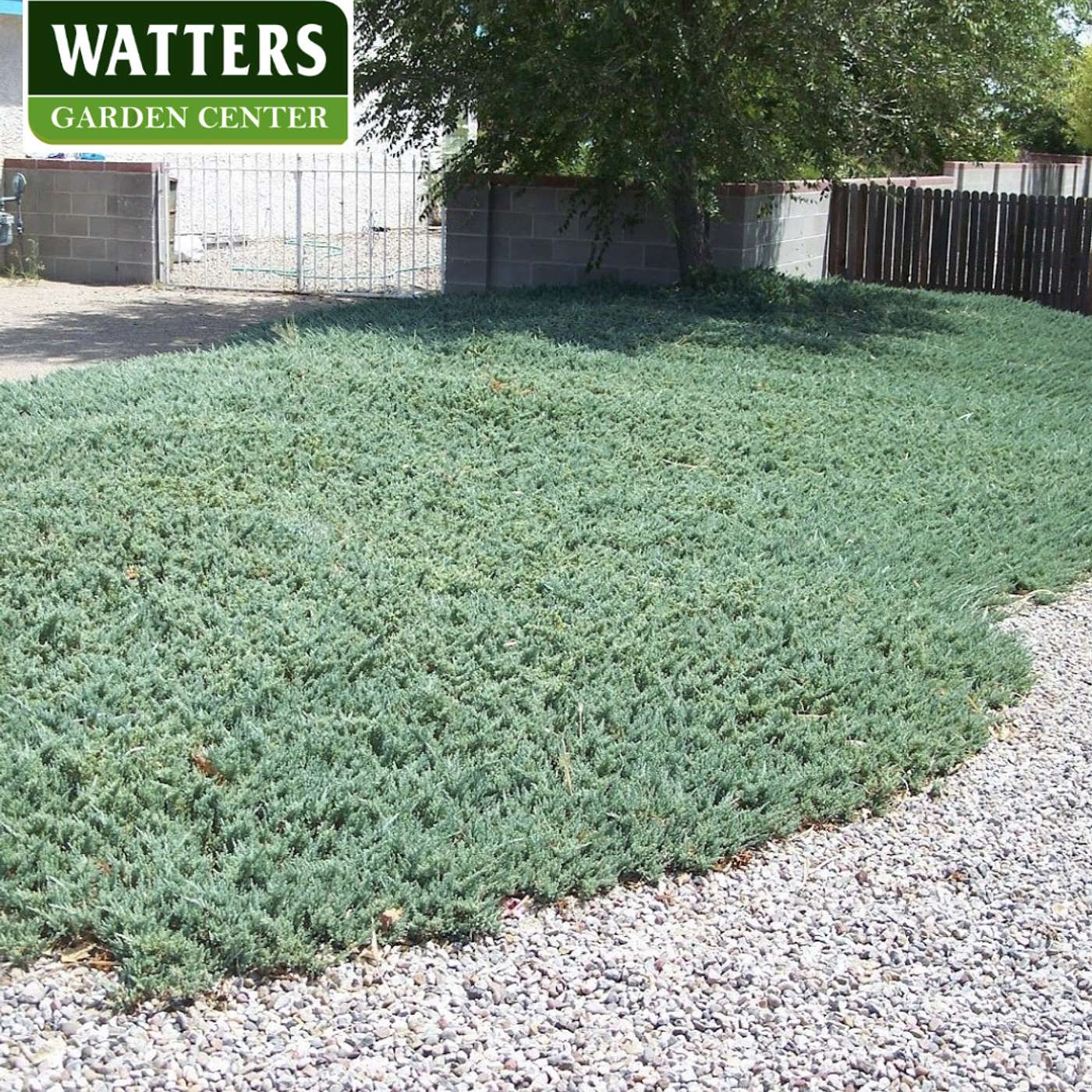 Stunning Groundcovers that Hold the Soil and Look Good in Rock Yards
