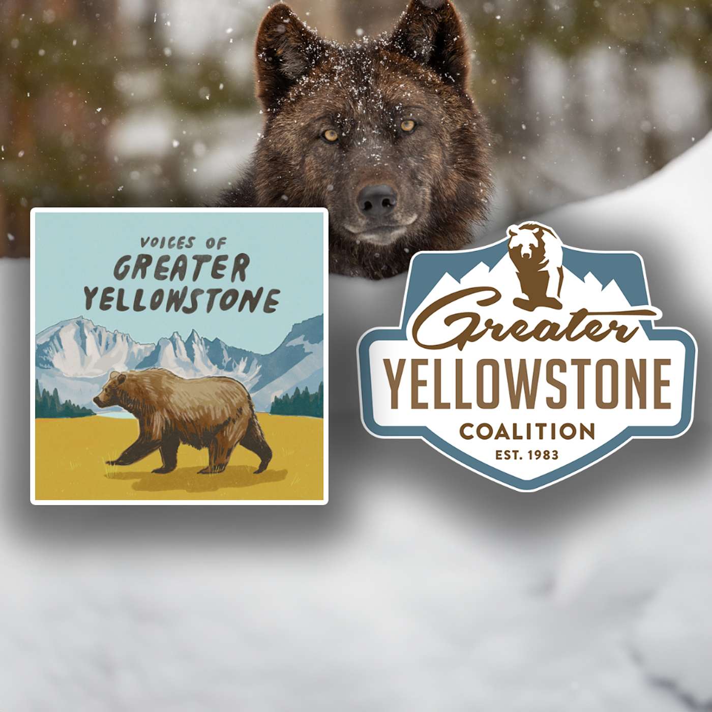 Studying Yellowstone's Iconic Wolves