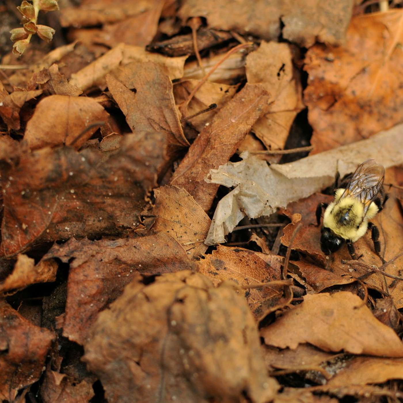 Leave the Leaves or Lose the Insects