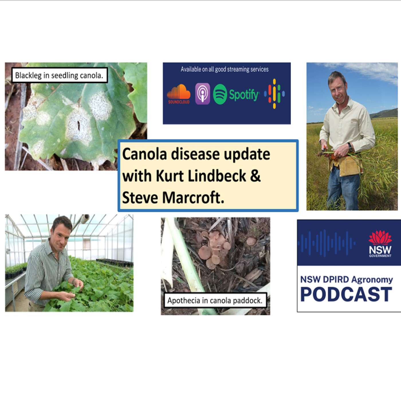 Canola disease update with Kurt Lindbeck & Steve Marcroft. episode artwork