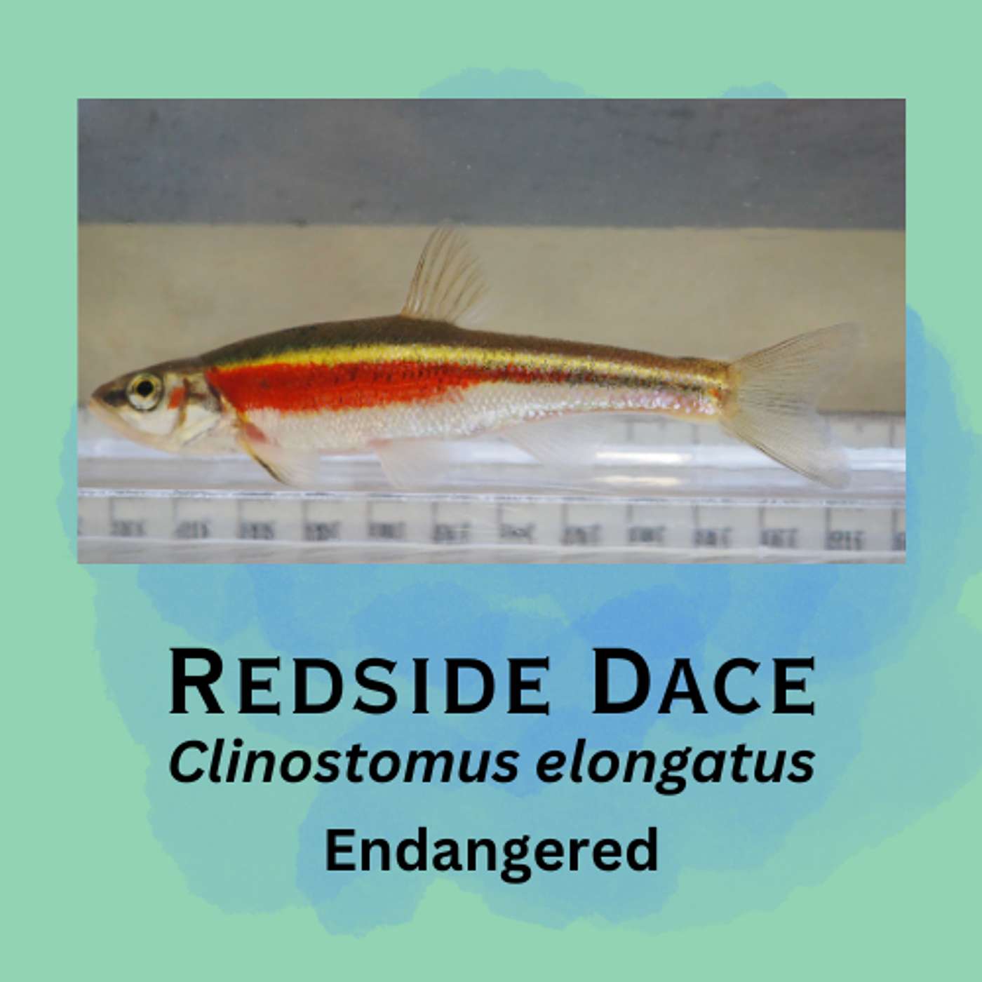 Redside Dace: Canada's jumping minnow