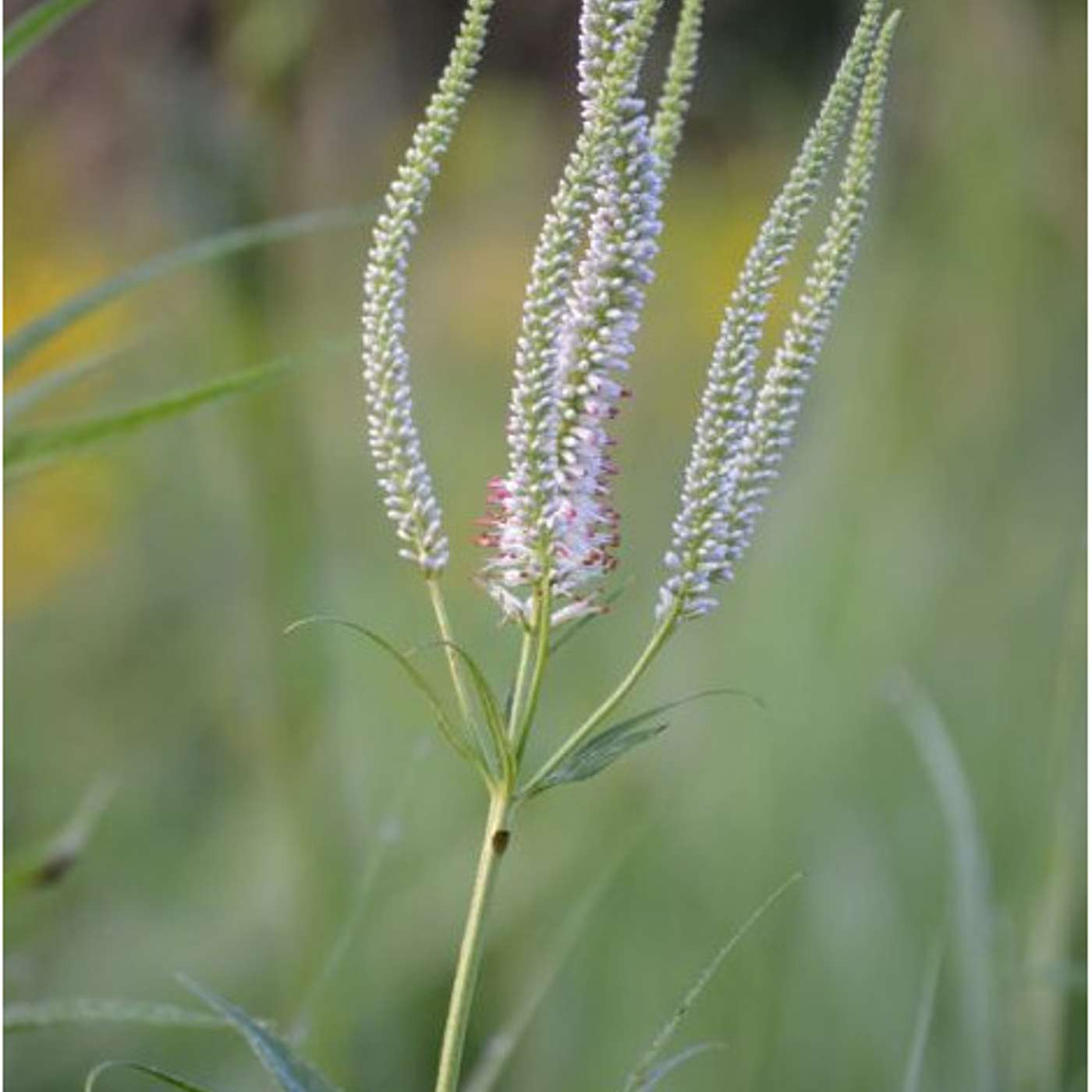 Episode 10: Rob Kretz from Prairie Moon Nursery in Winona, Minnesota with wild-type native plant seeds, How to Kill Your Lawn and Plant a Prairie, Veronicastrum virginicum (Culver's Root), Epigenetics