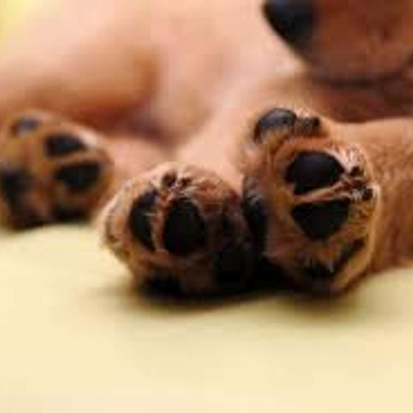 Amici per il pelo, il mondo degli animali visto e raccontato da una veterinaria