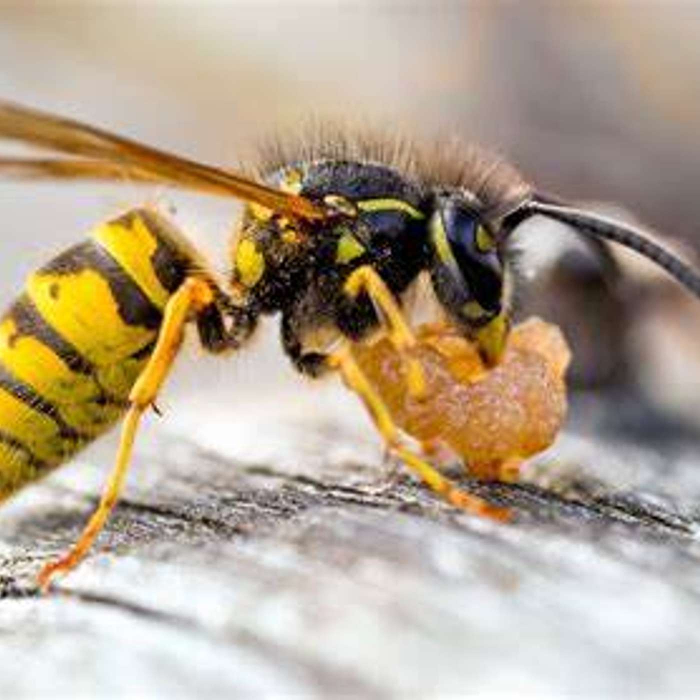 Wasp: good for the environment! episode artwork