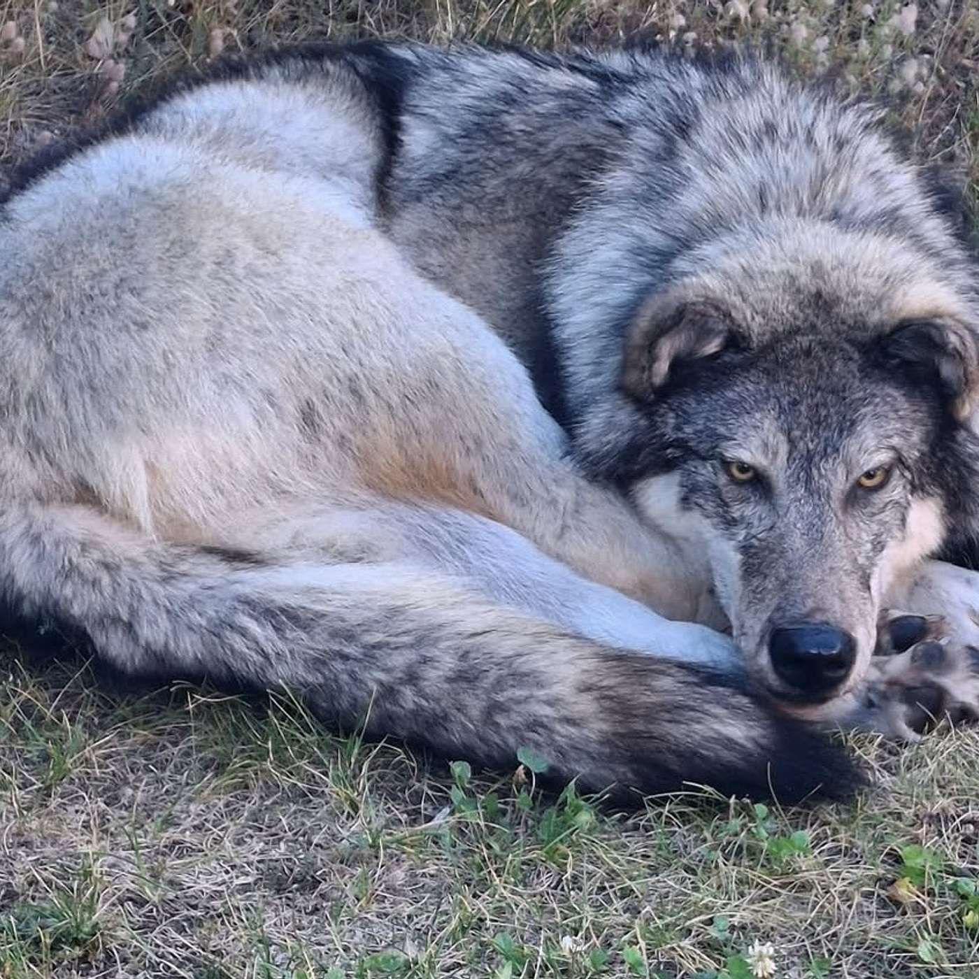 #71 - WINNER OF WOLF PILLOW GIVEAWAY & Hunting Gear Recommendations episode artwork