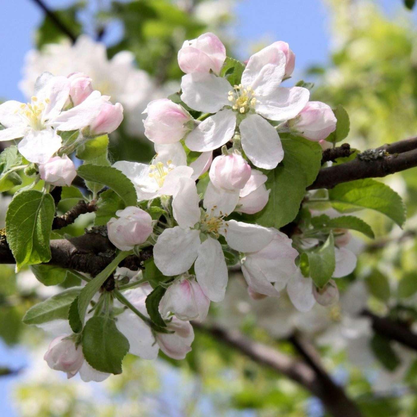 43 Theft from the Community Orchard