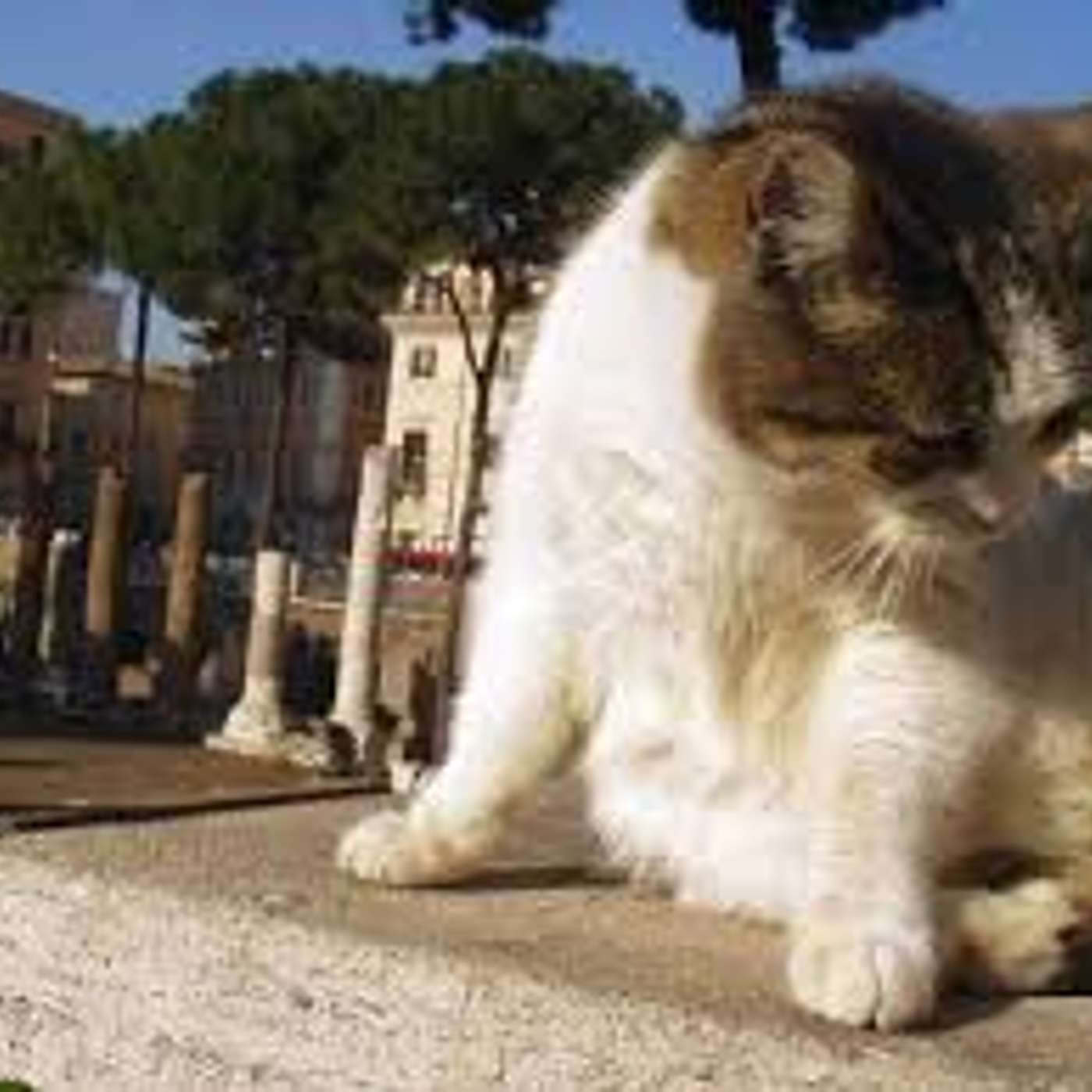 I gatti di Roma: un poco di storia dai greci ai romani... sino ad oggi! I gatti di Roma: un poco di storia dai greci ai romani... sino ad oggi!