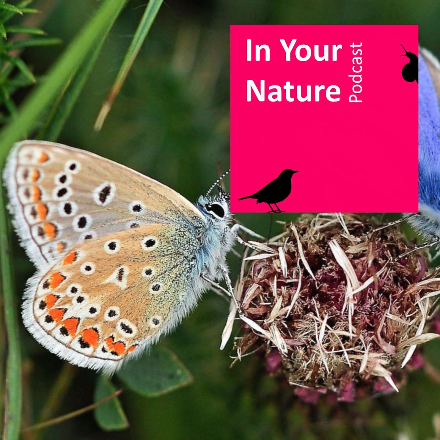 In Your Nature Ep 65 - Butterflies with Jesmond Harding