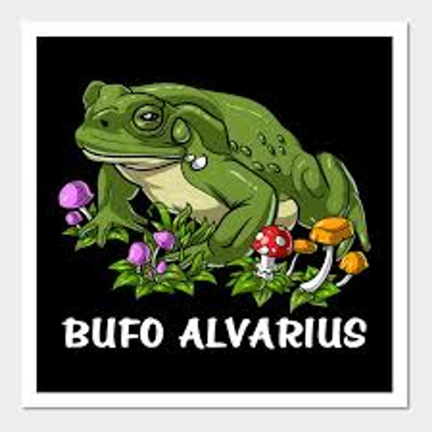 Sex, Drugs, and Jesus - Episode #156: My Bufo Alvarius (5-MeO-DMT) Experience