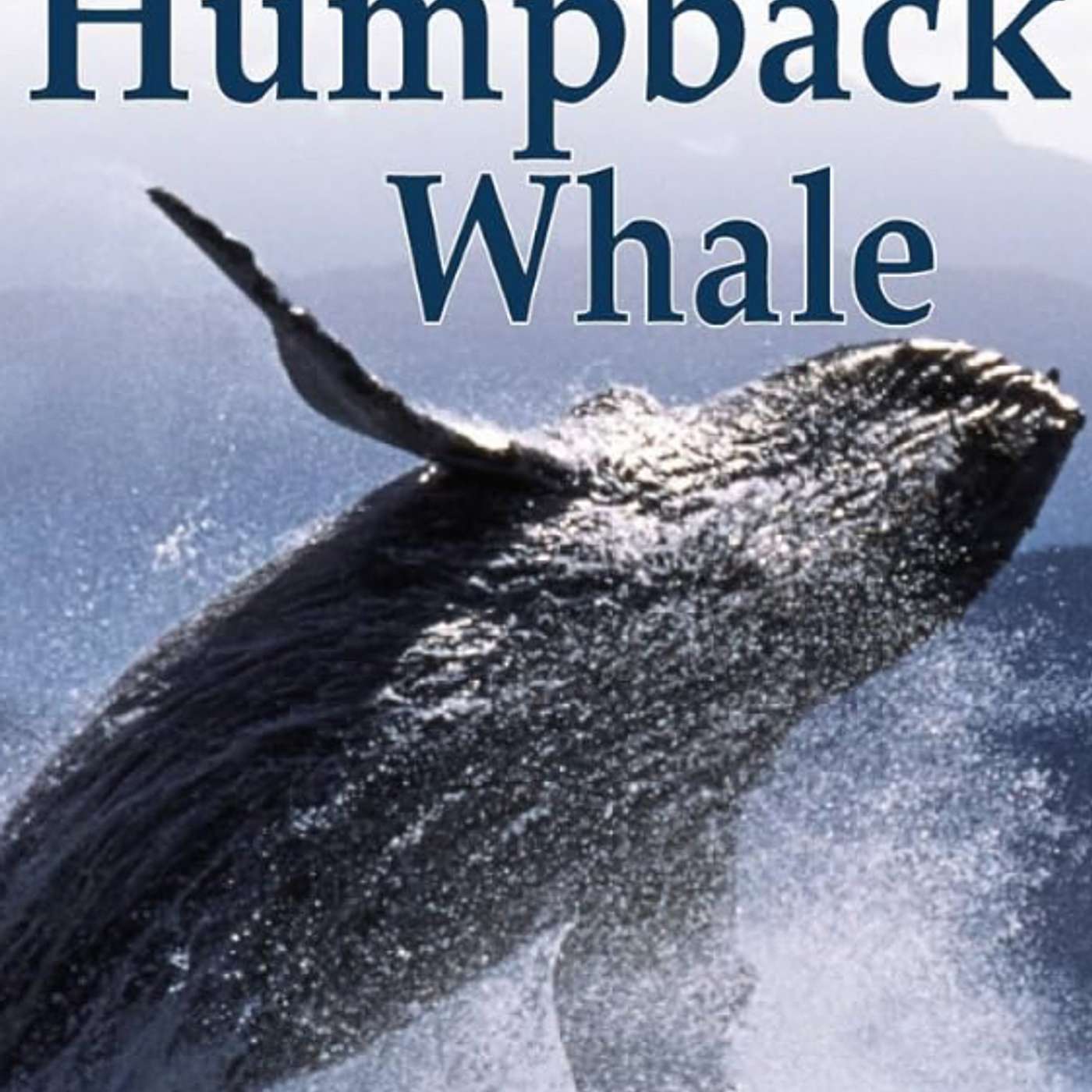 Journey of a humpback whale by Caryn Jenner