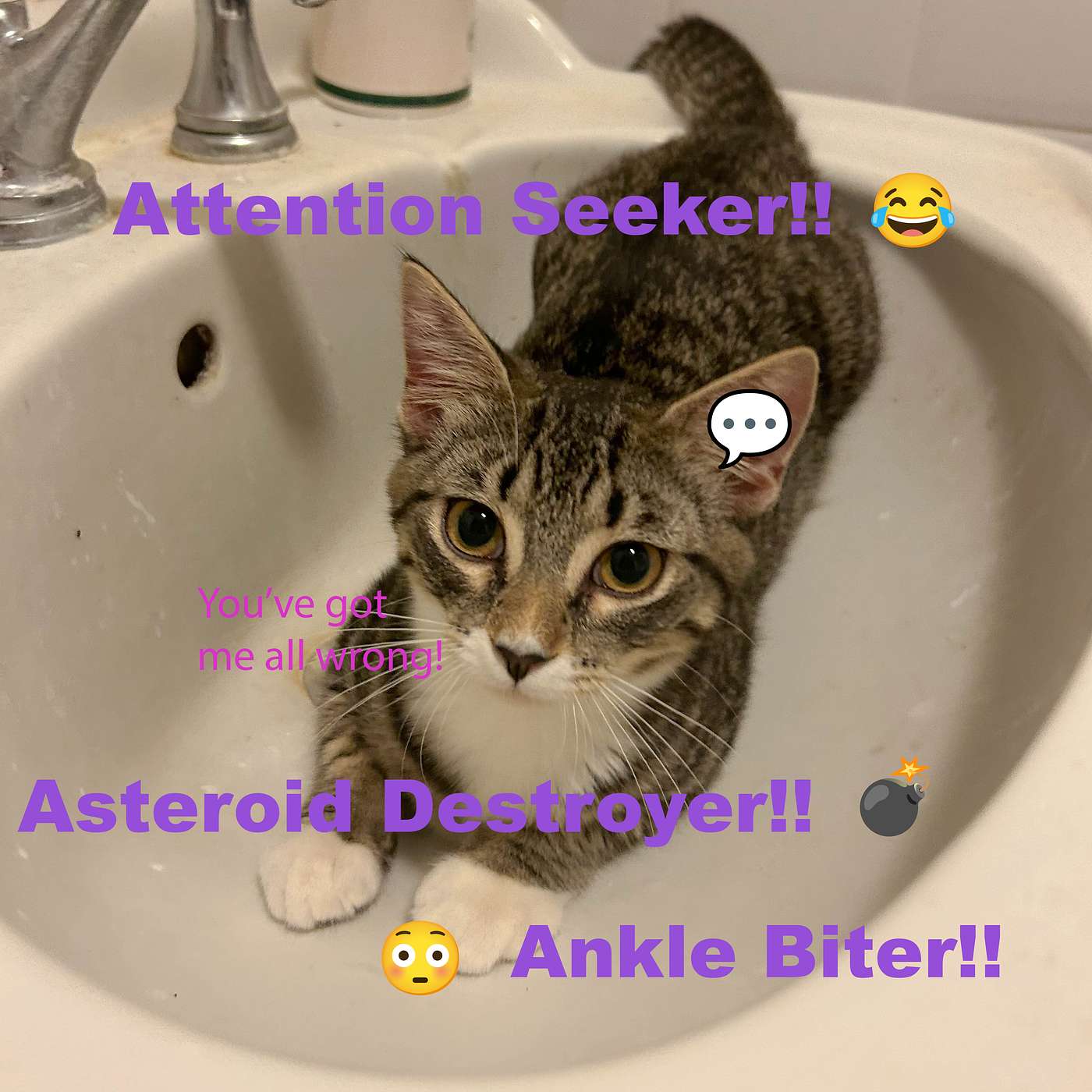 So a cat, a human, and a toothbrush walk into a room, and out comes a story