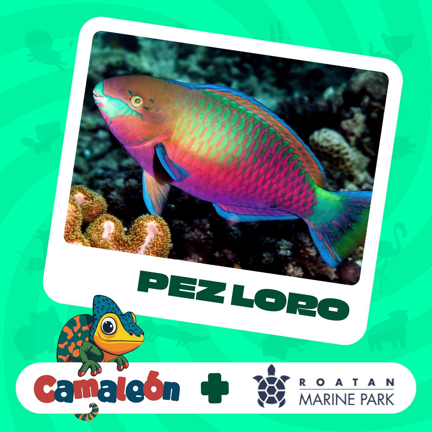 Pez Loro: El productor de arena más colorido del mar episode artwork