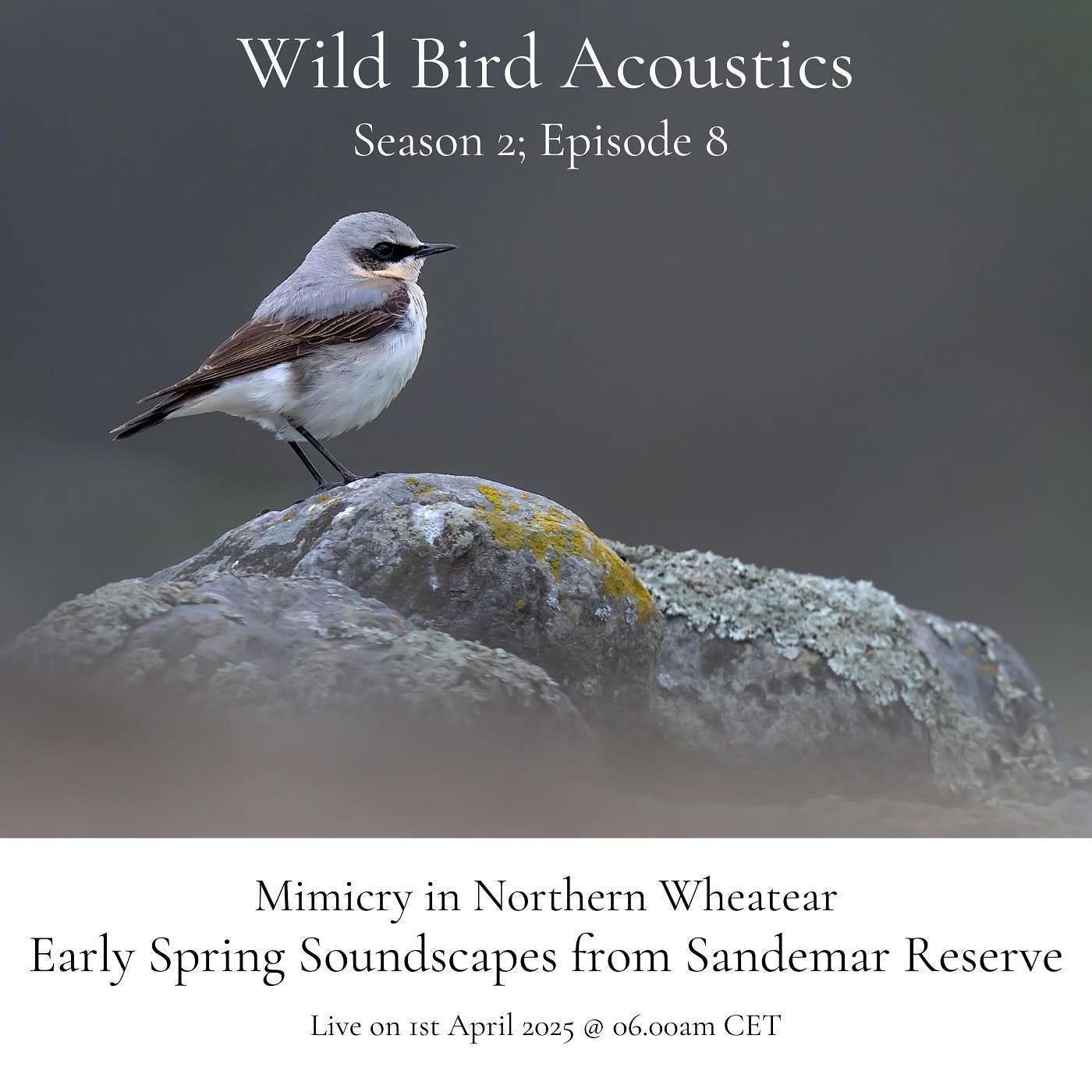 Wild Bird Acoustics