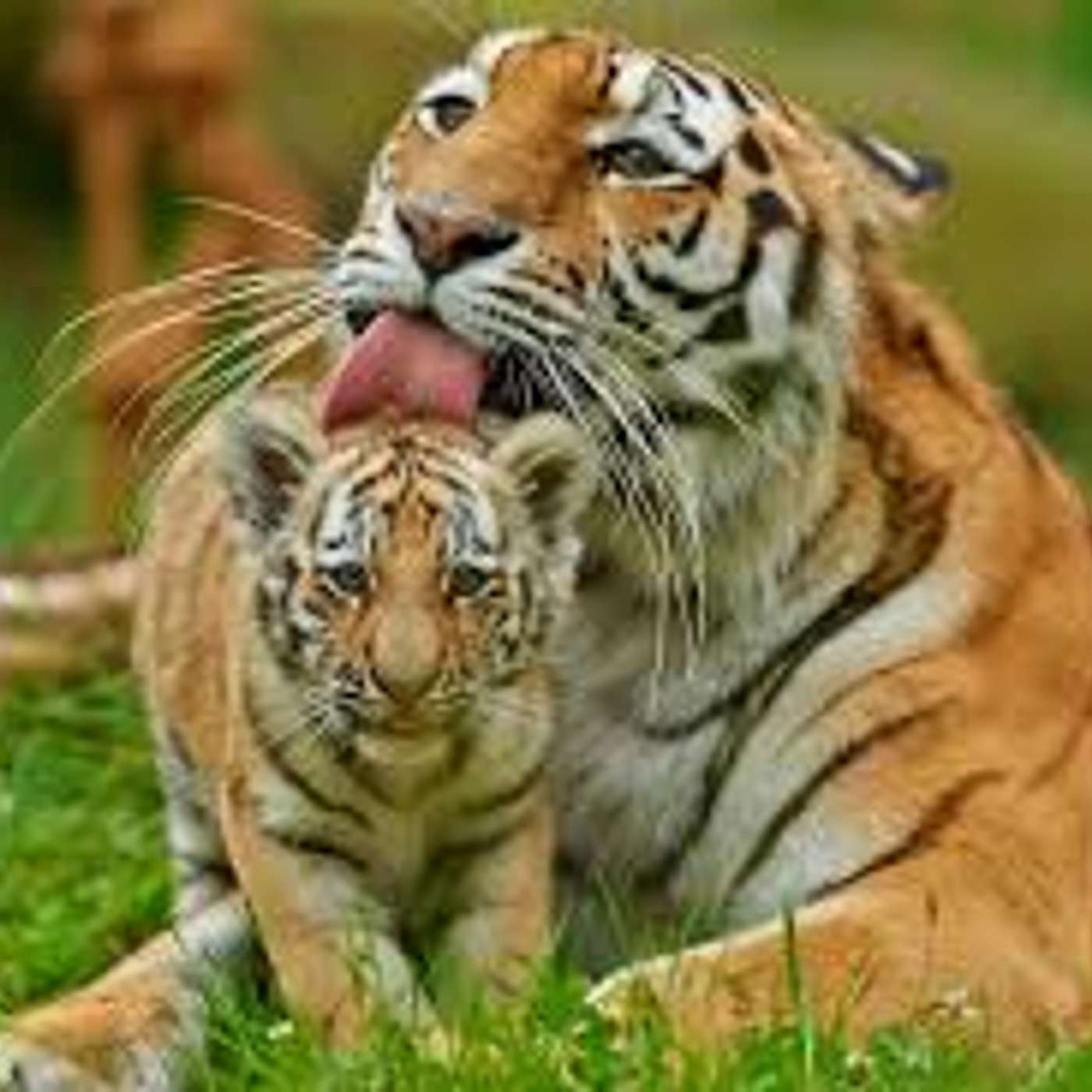 Color tigre ... un buon sistema per mimetizzarsi   di Lucia Orlandi e  Mara Generali episode artwork