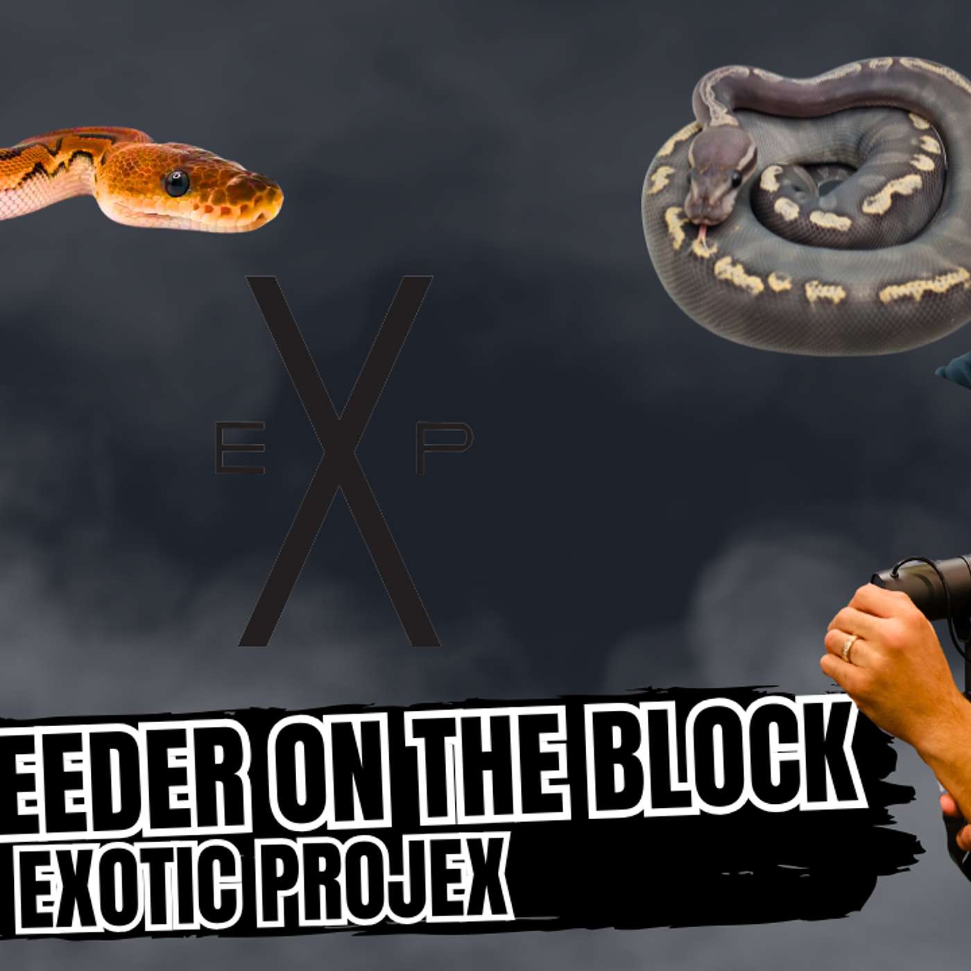 Ball Python Morphs That Never Get Old | New Breeder On The Block Live