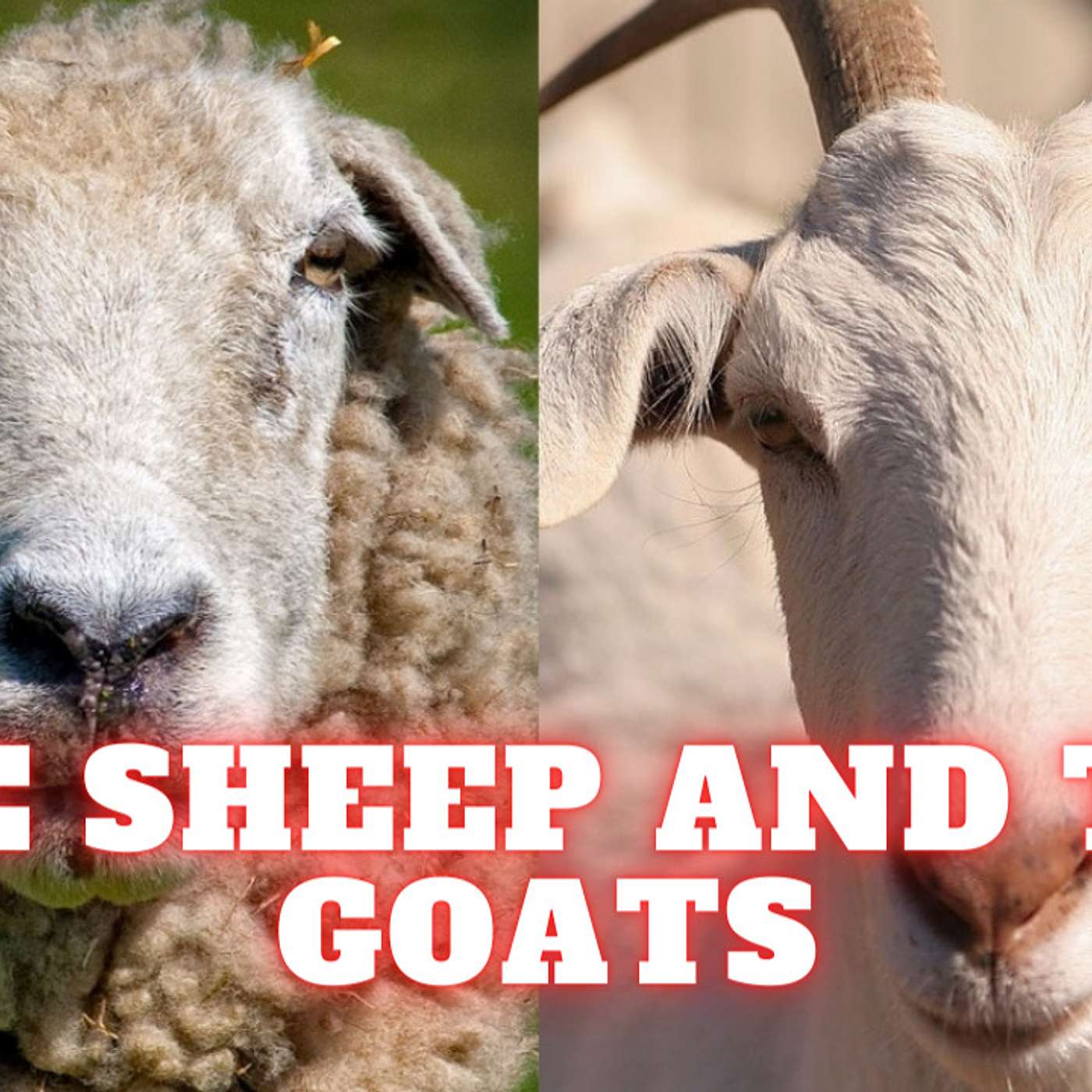 The Sheep And The Goats