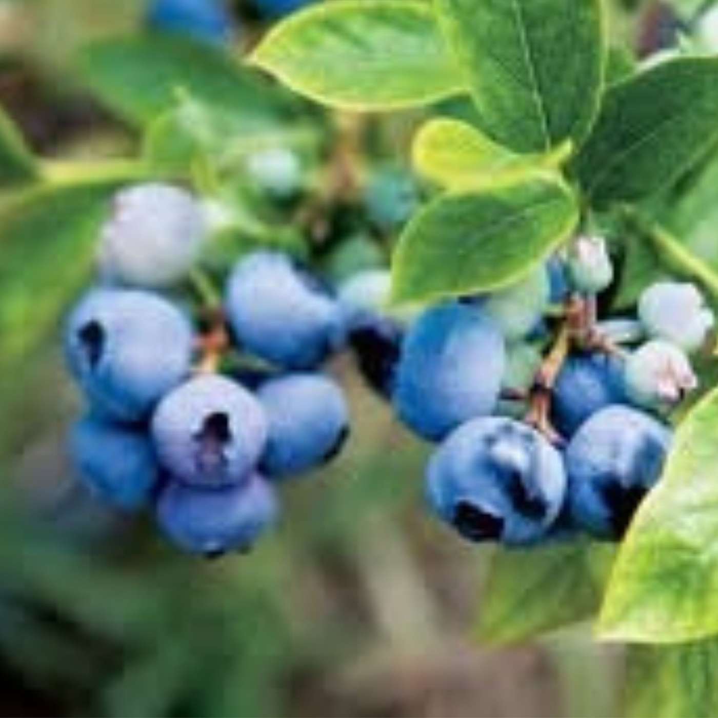 All About the Machias Wild Blueberry Festival