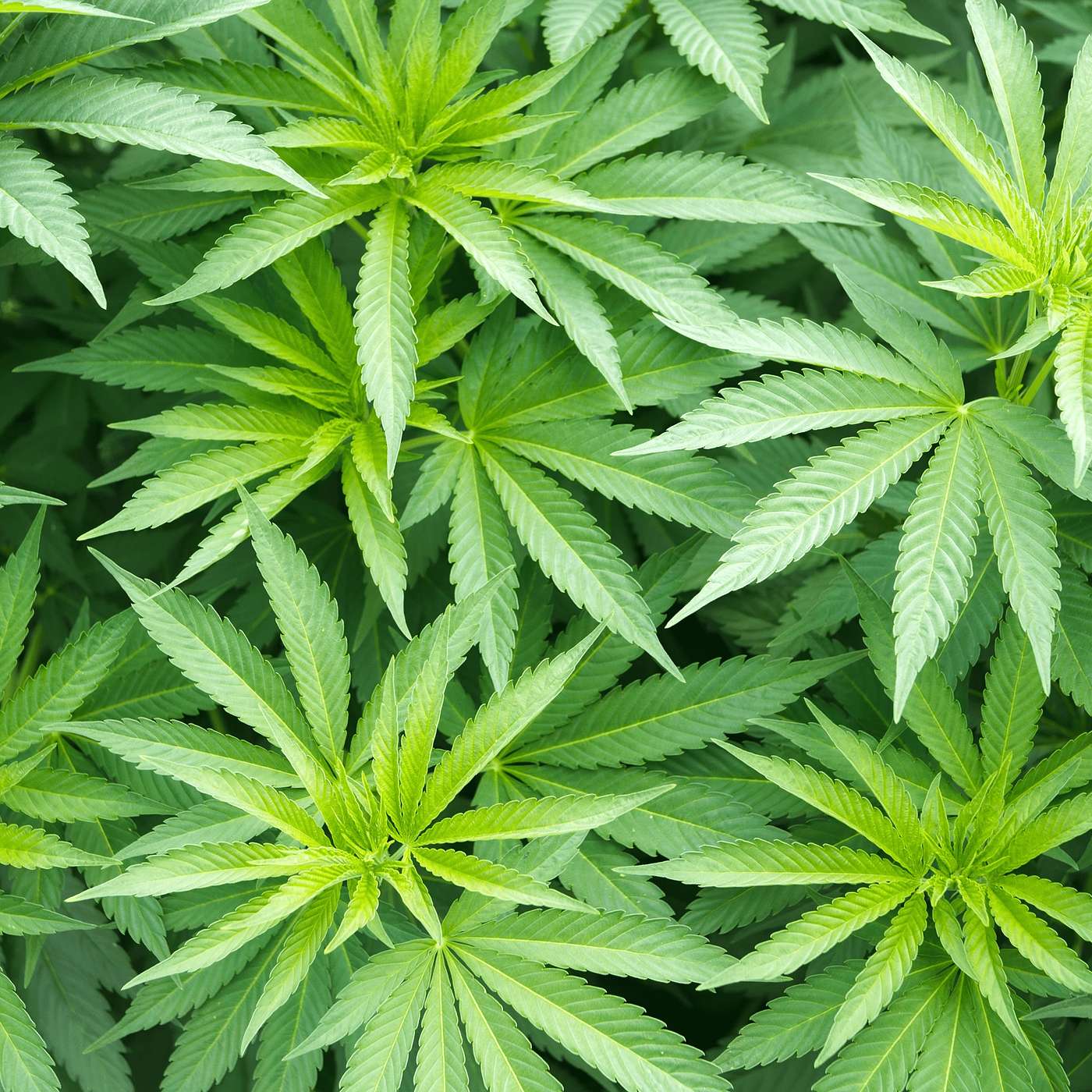 Weeding through the ethics of marijuana