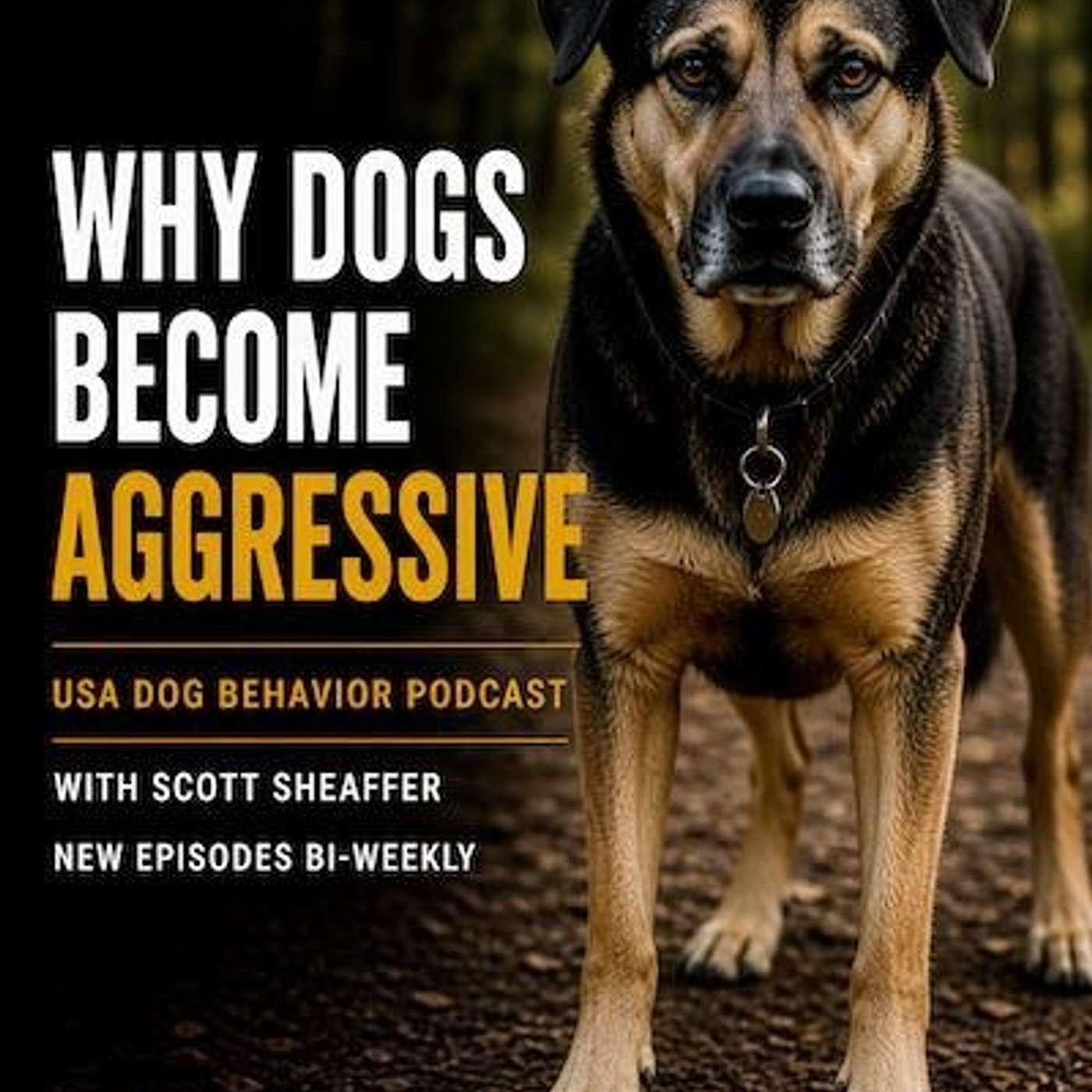 Why Dogs Become Aggressive episode artwork