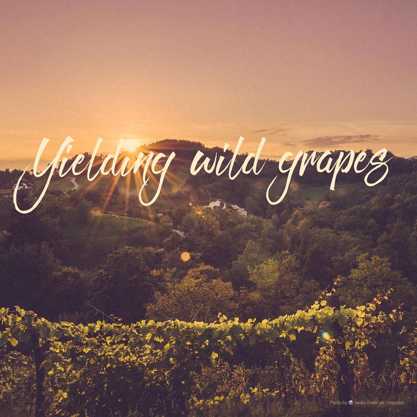 Yielding Wild Grapes