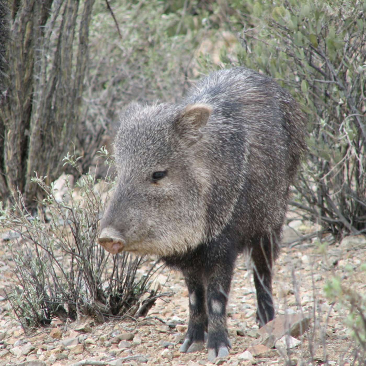 Top 10 Plants Javelina Leave Alone