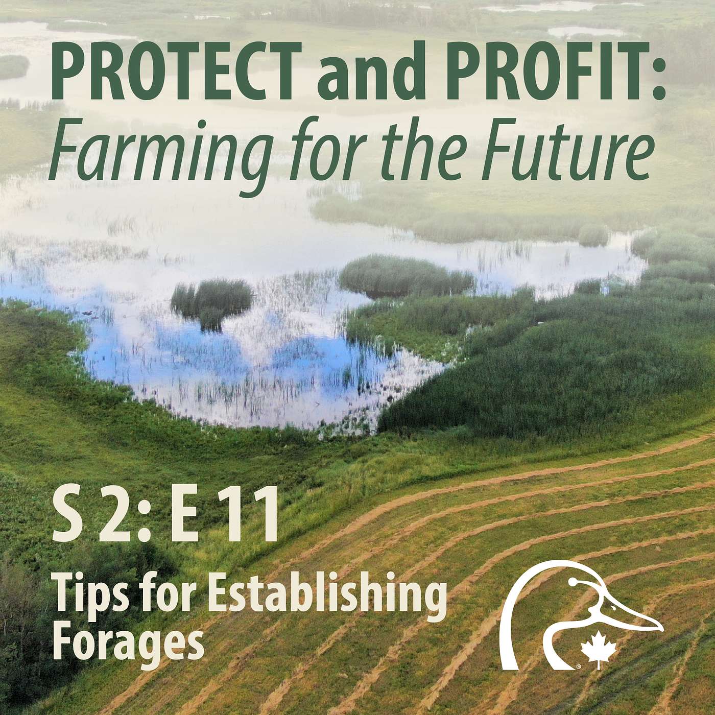 2026 03 March - Tips for Establishing Forages episode artwork