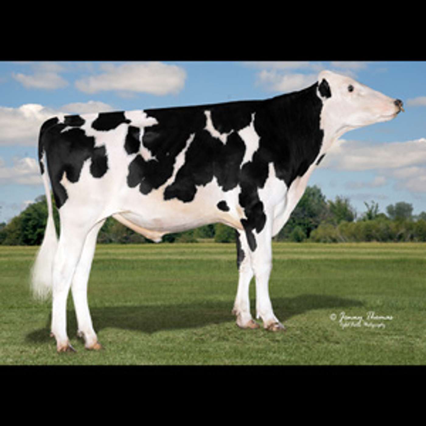 DairyVoice Podcast - Tim Abbott of Showbox Sires Announces The Releases KINGME P