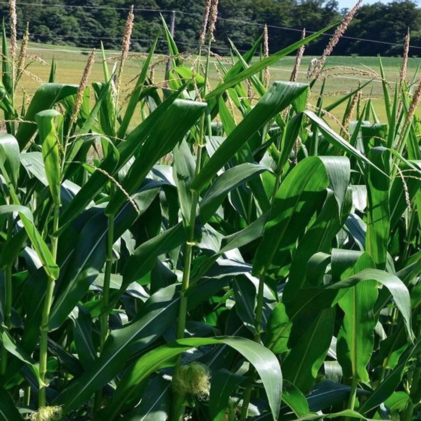 S4E26: Statewide Crop Conditions, Soil Testing, and Seeding Fall Forages episode artwork