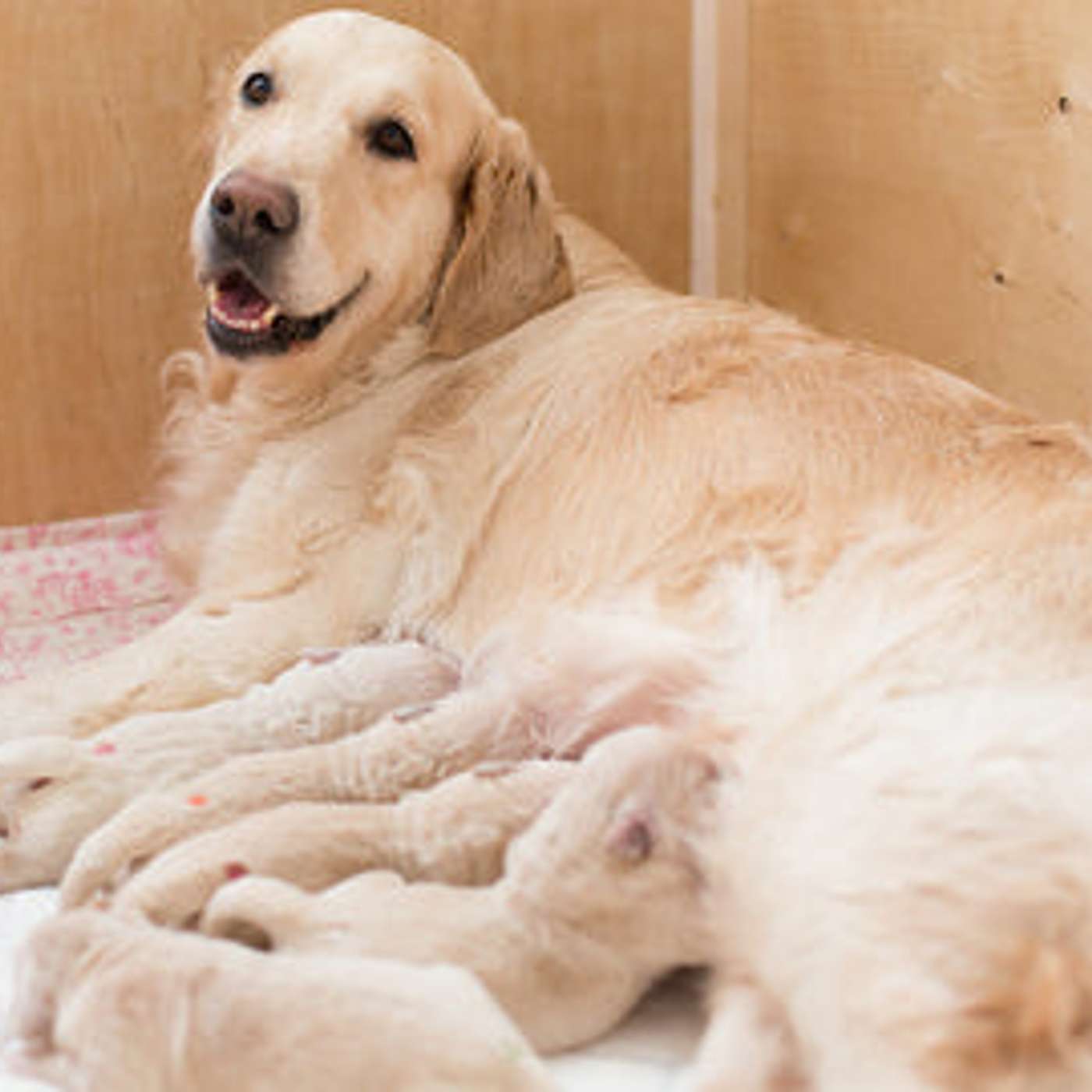 How to Choose a Whelping Box for Dogs