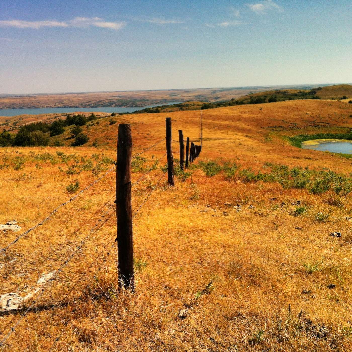 dotpaw podcast - Solace