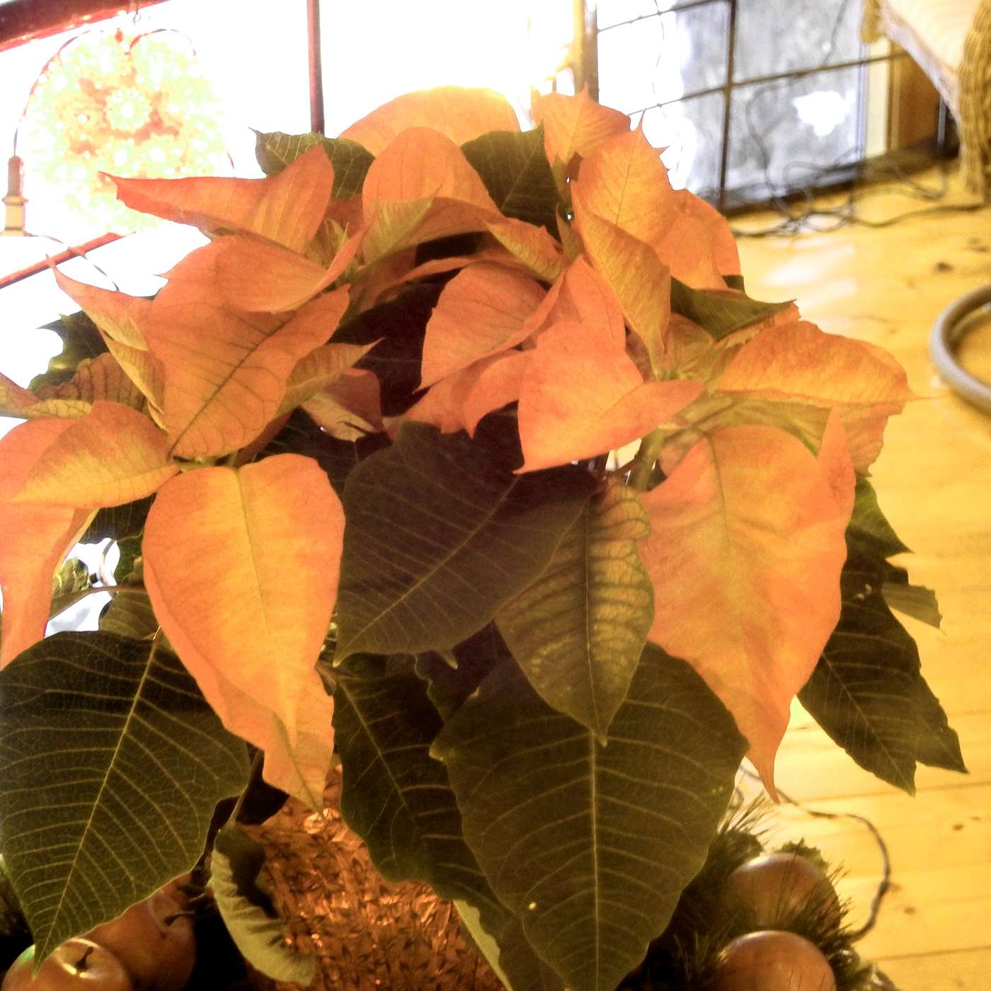 ADDING A LITTLE LIFE TO THE HOLIDAYS
