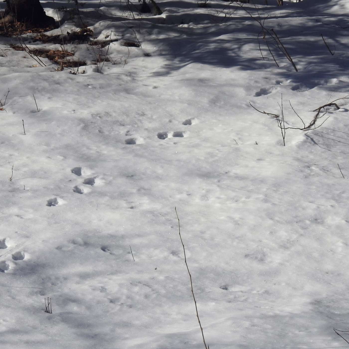 KEEPING TRACK OF THE TRACKS