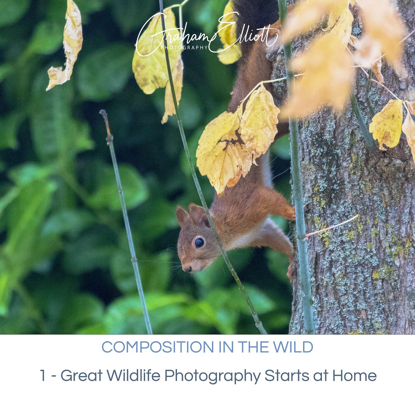 Composition in the Wild E1/4: Great Wildlife Photography begins at home