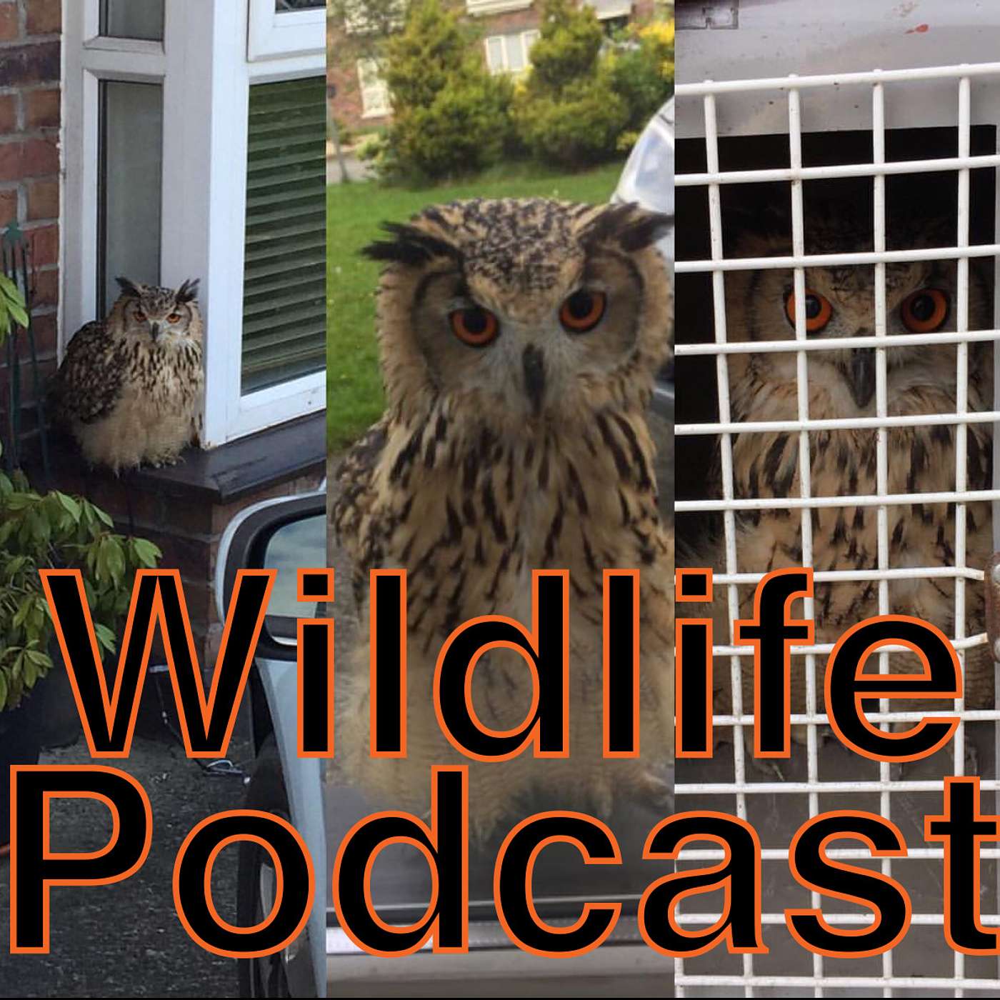 2. Bonus - Corona Homestay Podcast