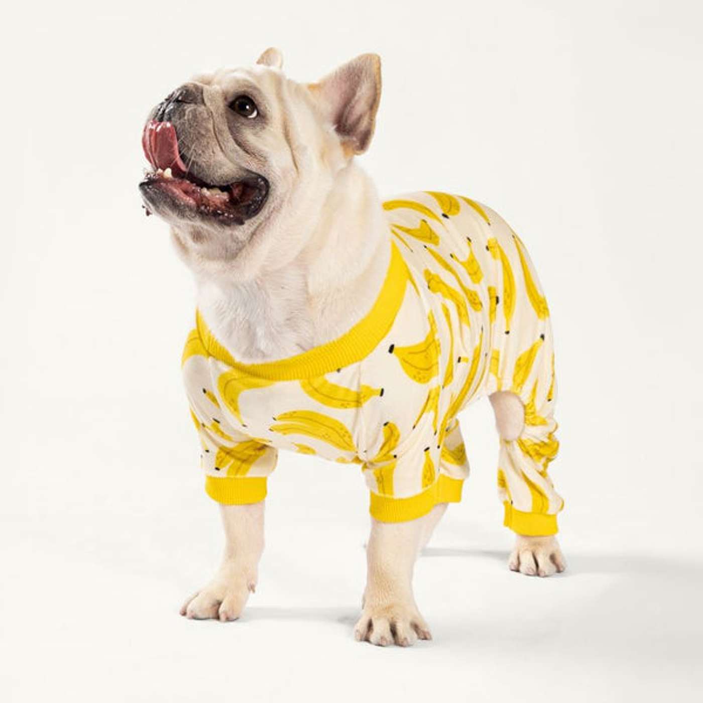 HOW TO DRESS A FRENCH BULLDOG