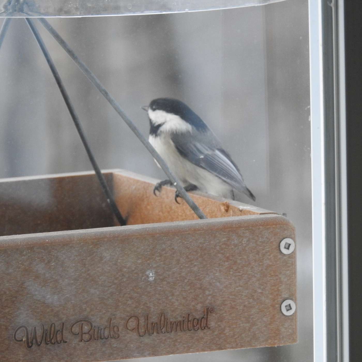 RETURN OF THE BIRDS