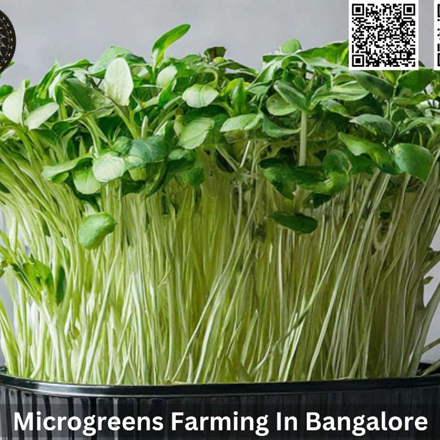 Microgreens Farming in Bangalore: Growing Green, Living Well