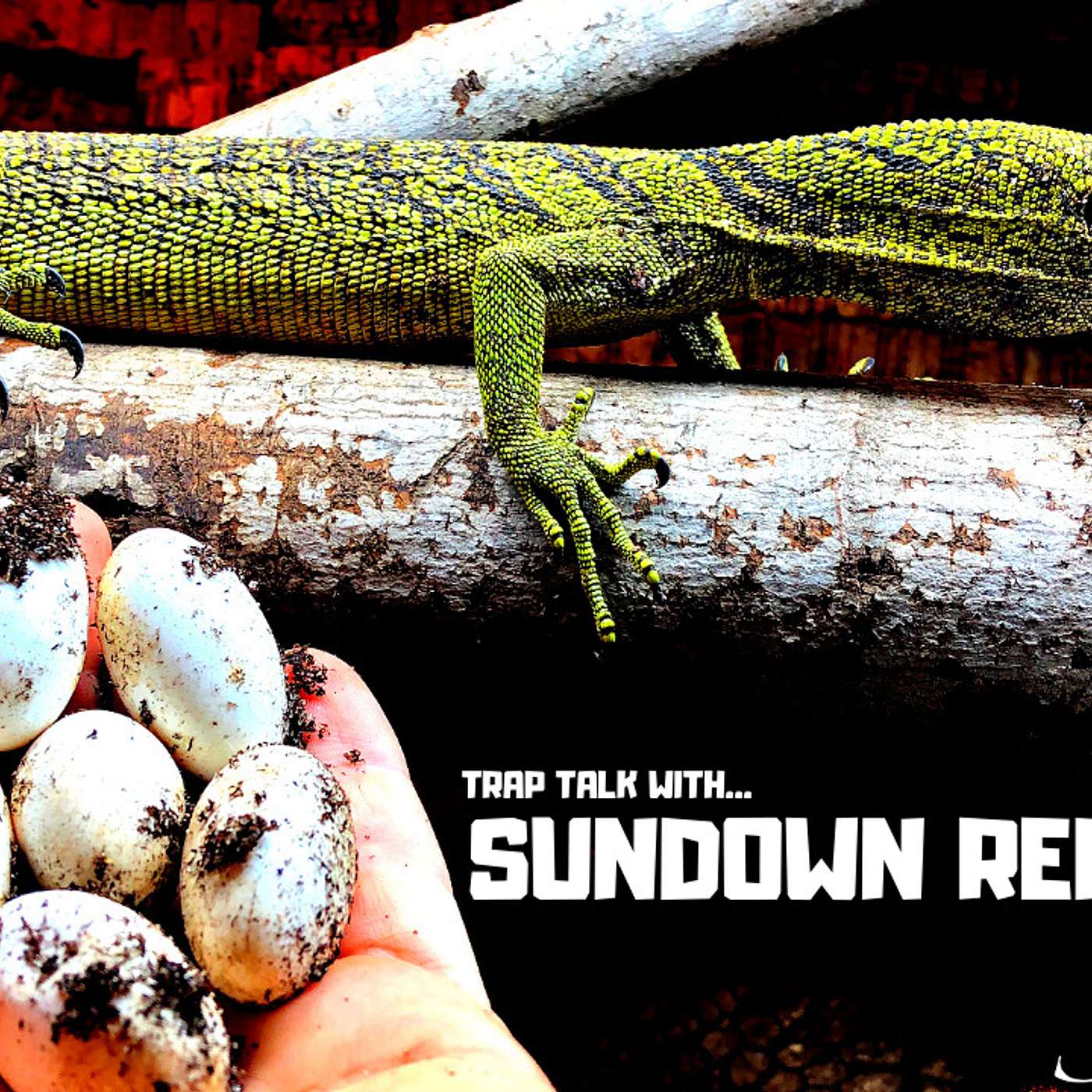 #177 BRYAN SUSON OF SUNDOWN REPTILES | VARANUS REISINGERI | CHAHOUA GECKO | TRAP TALK WITH MJ