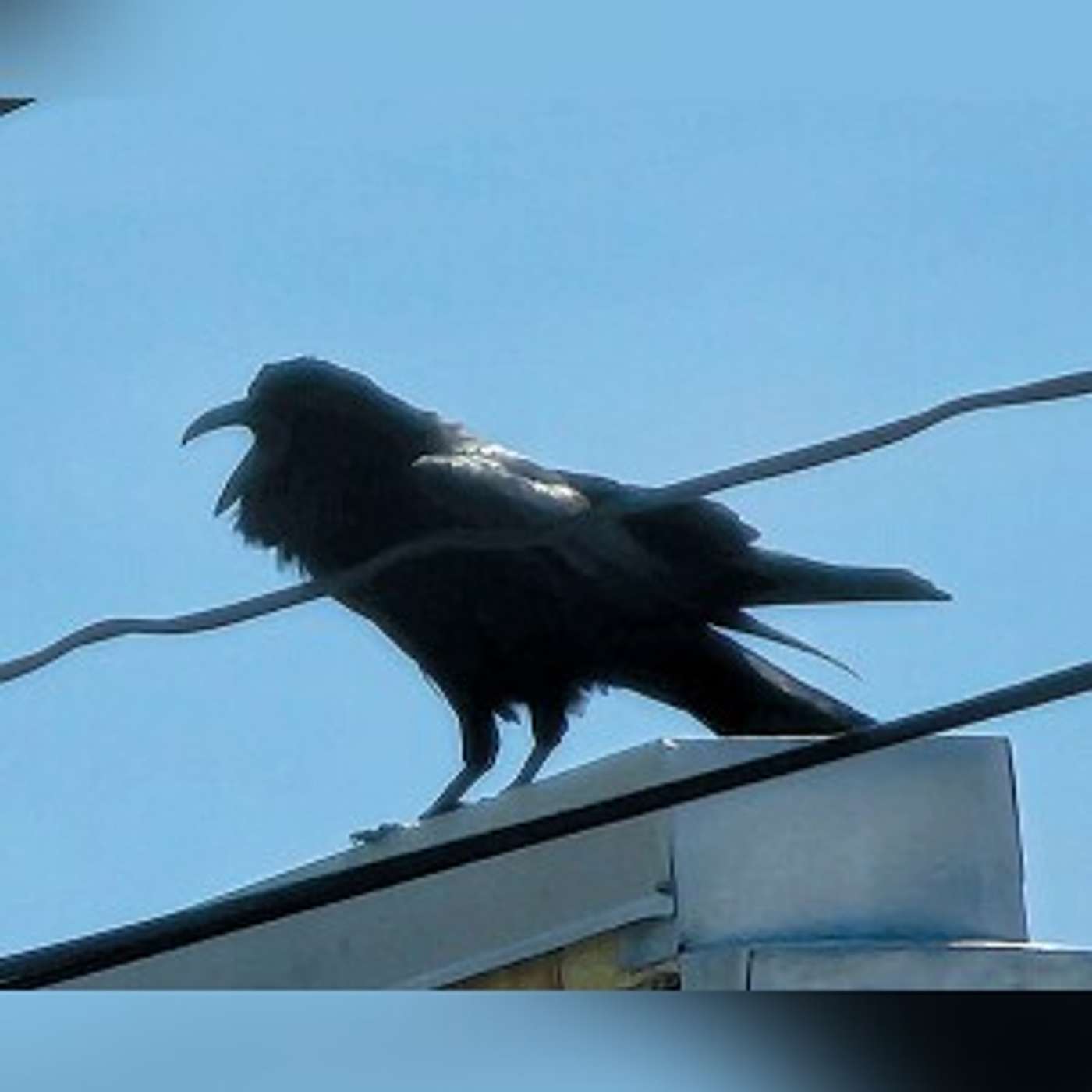A not-so-common sighting of the Common Raven episode artwork